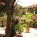 A courtyard filled with plants of a hacienda style home with traditional archways